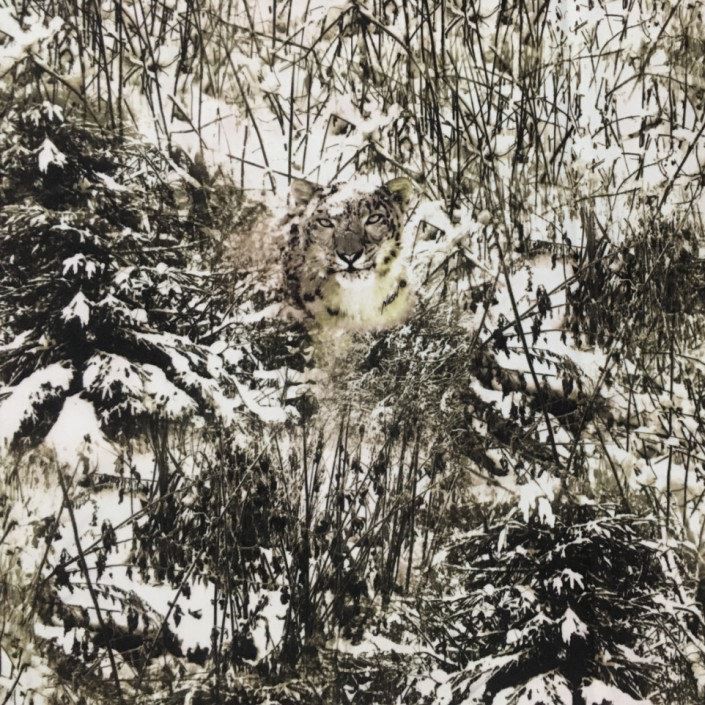 অ্যালোভা সোয়েড